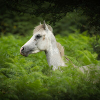 Портрет фотографа (аватар) Reza Nik (Hamid reza nikpoor)