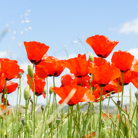 Портрет фотографа (аватар) Awad hyaitek (H Y A I T E K)