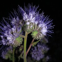 Портрет фотографа (аватар) Неля Кочурова (NELYA KOCHUROVA)