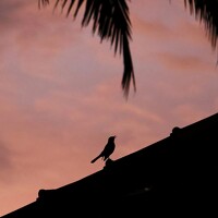 Портрет фотографа (аватар) Tanaya Manohar Dhuri