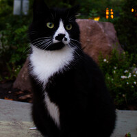 Портрет фотографа (аватар) Rygson _1 (Rygson_1)