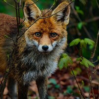 Портрет фотографа (аватар) Gaby