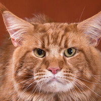 Портрет фотографа (аватар) Игорь Рудько