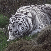 Фотография Ana Maria Descoubes (Ana María Descoubes) Портрет фотографа (аватар) Ana Maria Descoubes (Ana María Descoubes)