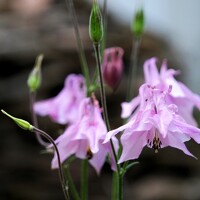 Портрет фотографа (аватар) Andrey Trifonov