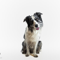 Фотография Tamás Horváth (Horváth Tamás) Портрет фотографа (аватар) Tamás Horváth (Horváth Tamás)