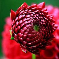 Портрет фотографа (аватар) Don Carlos