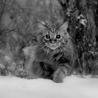 Портрет фотографа (аватар) Виктор Игнатенко. (Игнатенко.)