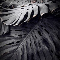 Портрет фотографа (аватар) Дробахин Александр (Aleksandr Drobakhin)