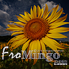 Amingo Huang