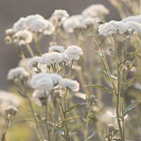 Портрет фотографа (аватар) Елена Кулакова (Elena Kulakova)