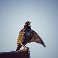 Портрет фотографа (аватар) Сергей Карпатский