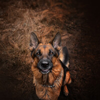 Портрет фотографа (аватар) Marina Katic