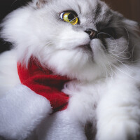 Портрет фотографа (аватар) Hinata (Takahiro Suzuki)