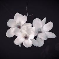 Портрет фотографа (аватар) Iwamoto Reina (Reina Iwamoto)