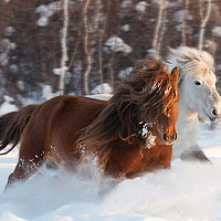 Портрет фотографа (аватар) Михаил Потапов (Mihail  Potapov)