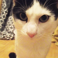 Портрет фотографа (аватар) Mira Vasileva