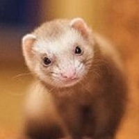 Портрет фотографа (аватар) George