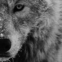 Портрет фотографа (аватар) Архипкин Александр (Alexander Arkhipkin)