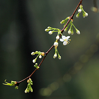 Портрет фотографа (аватар) Wang Meng