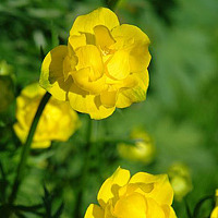 Фотография Ileana Mazureak Портрет фотографа (аватар) Ileana Mazureak