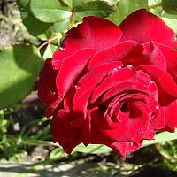 Портрет фотографа (аватар) Антонина Шурховецкая