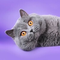 Портрет фотографа (аватар) SOKLIN SEK (SEK Soklin)