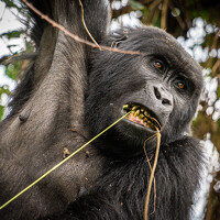 Портрет фотографа (аватар) Xisco Ricart