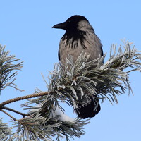 Портрет фотографа (аватар) Рахимова