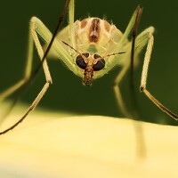 Портрет фотографа (аватар) what.fred.saw