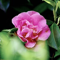 Портрет фотографа (аватар) Dario Meroni