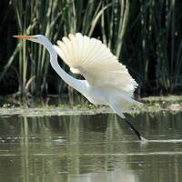 Портрет фотографа (аватар) Partha Poddar