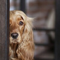 Портрет фотографа (аватар) Виктория Лисякова (Victoria Lisyakova)