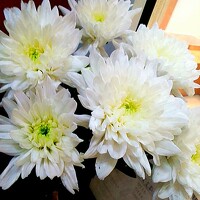 Портрет фотографа (аватар) Marina Nik