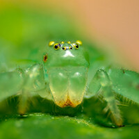 Портрет фотографа (аватар) Doan Ri (Ri Doan)