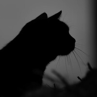 Портрет фотографа (аватар) Wolfoff Dimko (Dimko Wolfoff)