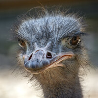 Портрет фотографа (аватар) Занкин Сергей