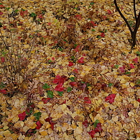 Фотография Николай Фомин Портрет фотографа (аватар) Николай Фомин