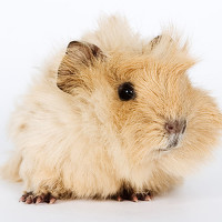 Портрет фотографа (аватар) Ivan Sokolov