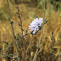 Портрет фотографа (аватар) Тасія Свідерська (Tasia Sveederska)