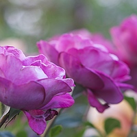 Портрет фотографа (аватар) Гаташева Елена (Gatasheva Elena)