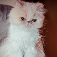 Портрет фотографа (аватар) Antropova Rina (Rina Antropova)