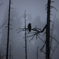 Портрет фотографа (аватар) Beslan Lagvilava