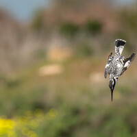 Портрет фотографа (аватар) Birding Rebels (Ntompri Rantev)