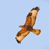 Портрет фотографа (аватар) Мартынова Ника (Nika Mart)