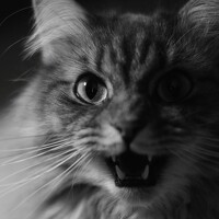 Портрет фотографа (аватар) Воевода Иван (Ivan)