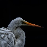 Портрет фотографа (аватар) Byron Garcia