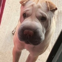 Портрет фотографа (аватар) Hasan Türe (Hasan Selim Türe)