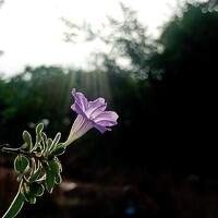 Портрет фотографа (аватар) PARAMESHWAR ERGADINDLA
