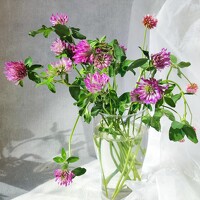 Портрет фотографа (аватар) Василиса Пекаш (Vasilisa)